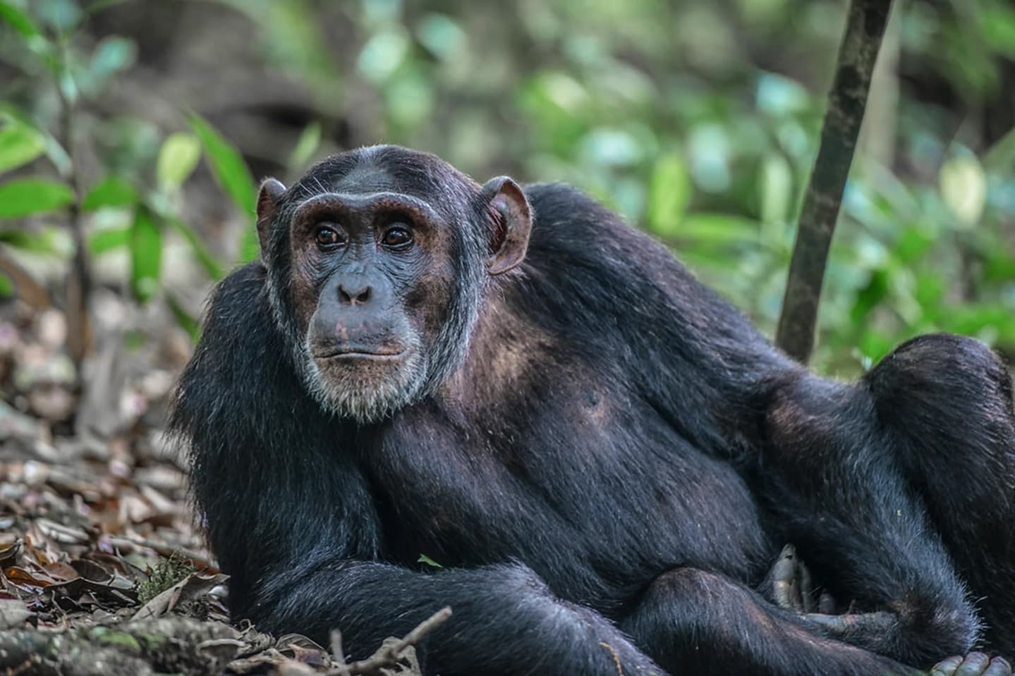 12-day Uganda gorilla and wildlife safari