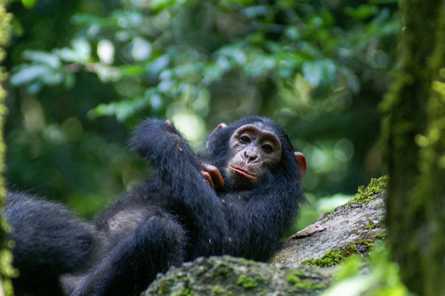 11-Day Primates & Big 5 Safari Rwanda Kenya
