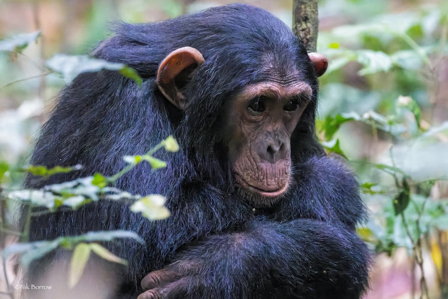 10-Day Uganda Safari with Kampala Nightlife