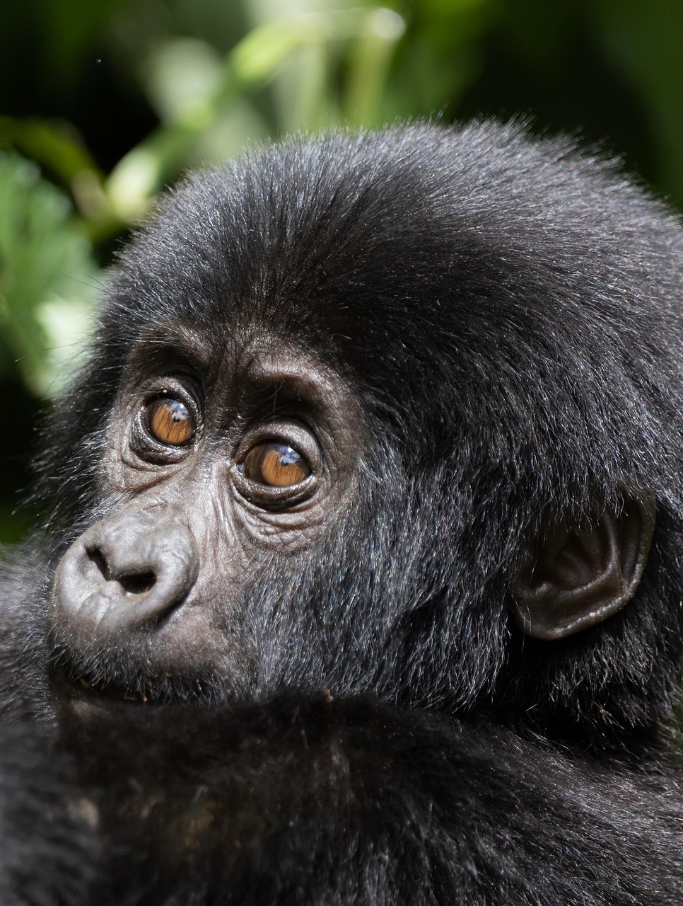 Double gorilla trekking Uganda Rwanda