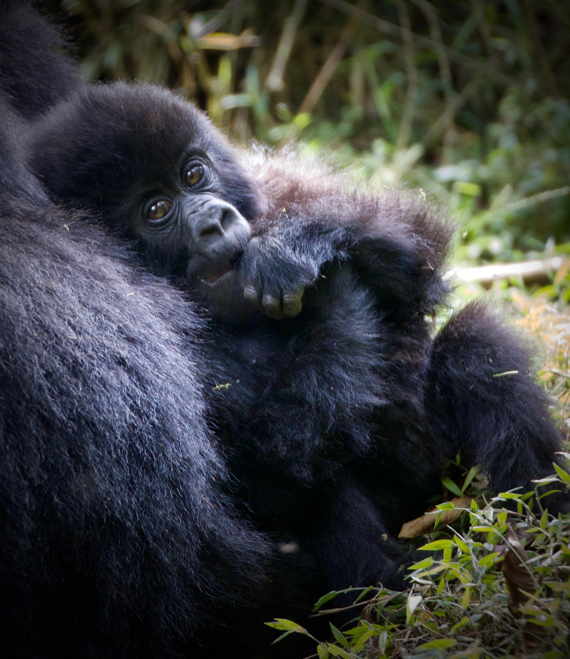 11-Day Primates & Big 5 Safari Rwanda Kenya