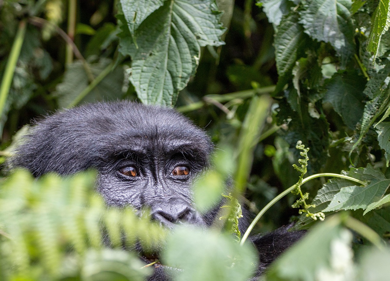 11-Day Primates & Big 5 Safari Rwanda Kenya