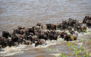 The Great Migration