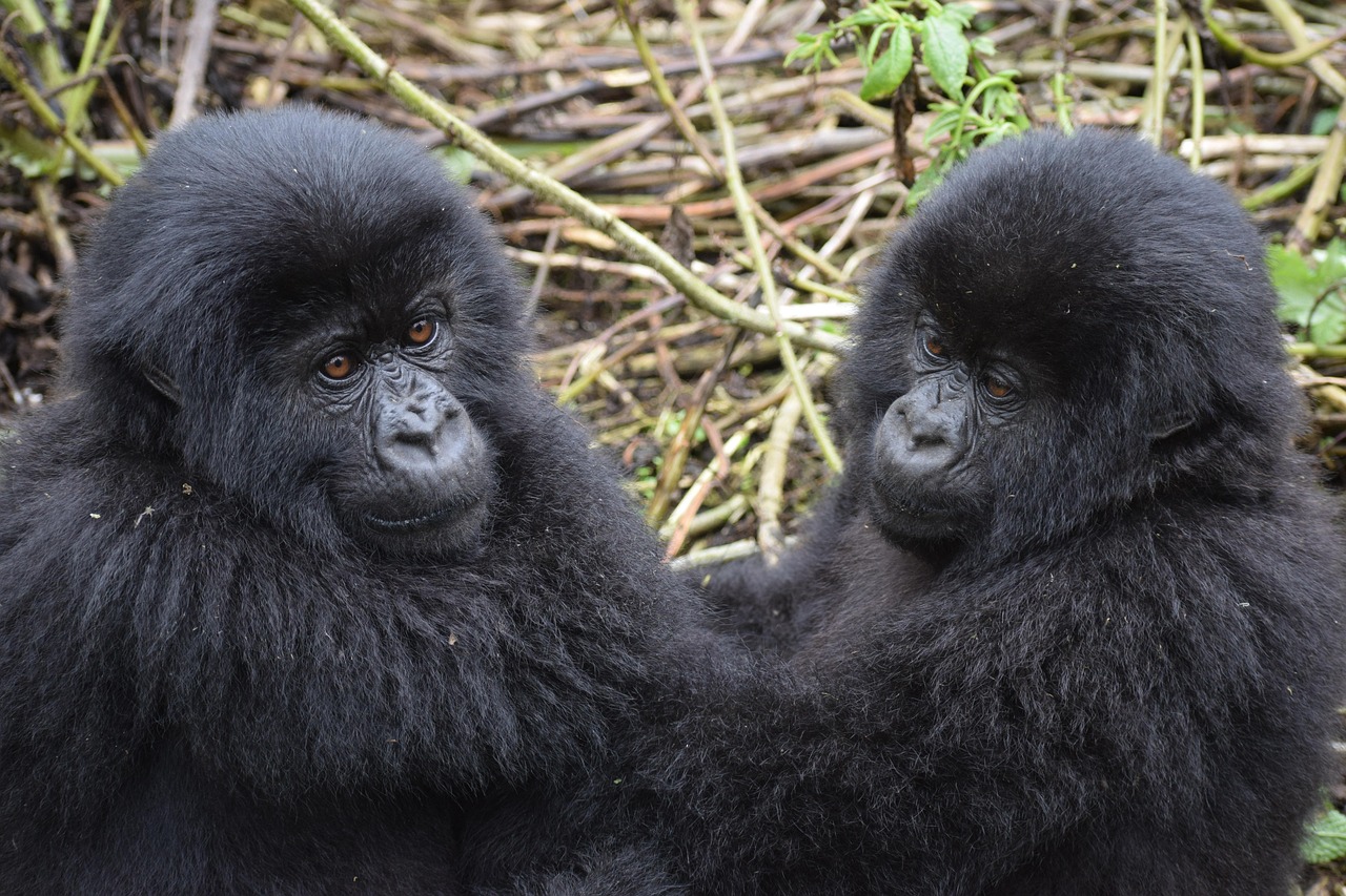 double gorilla trekking uganda rwanda
