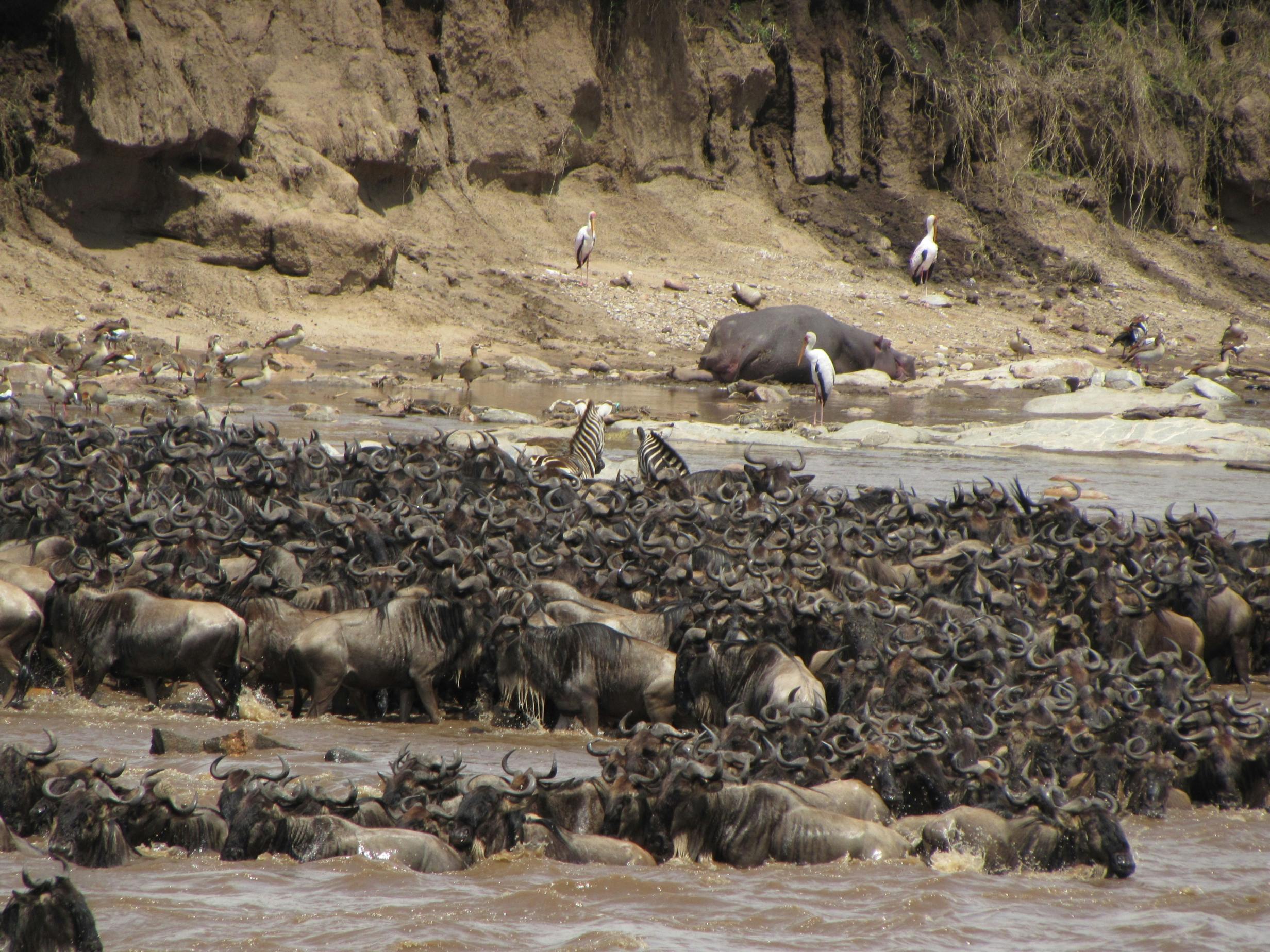 The Great Migration Safari
