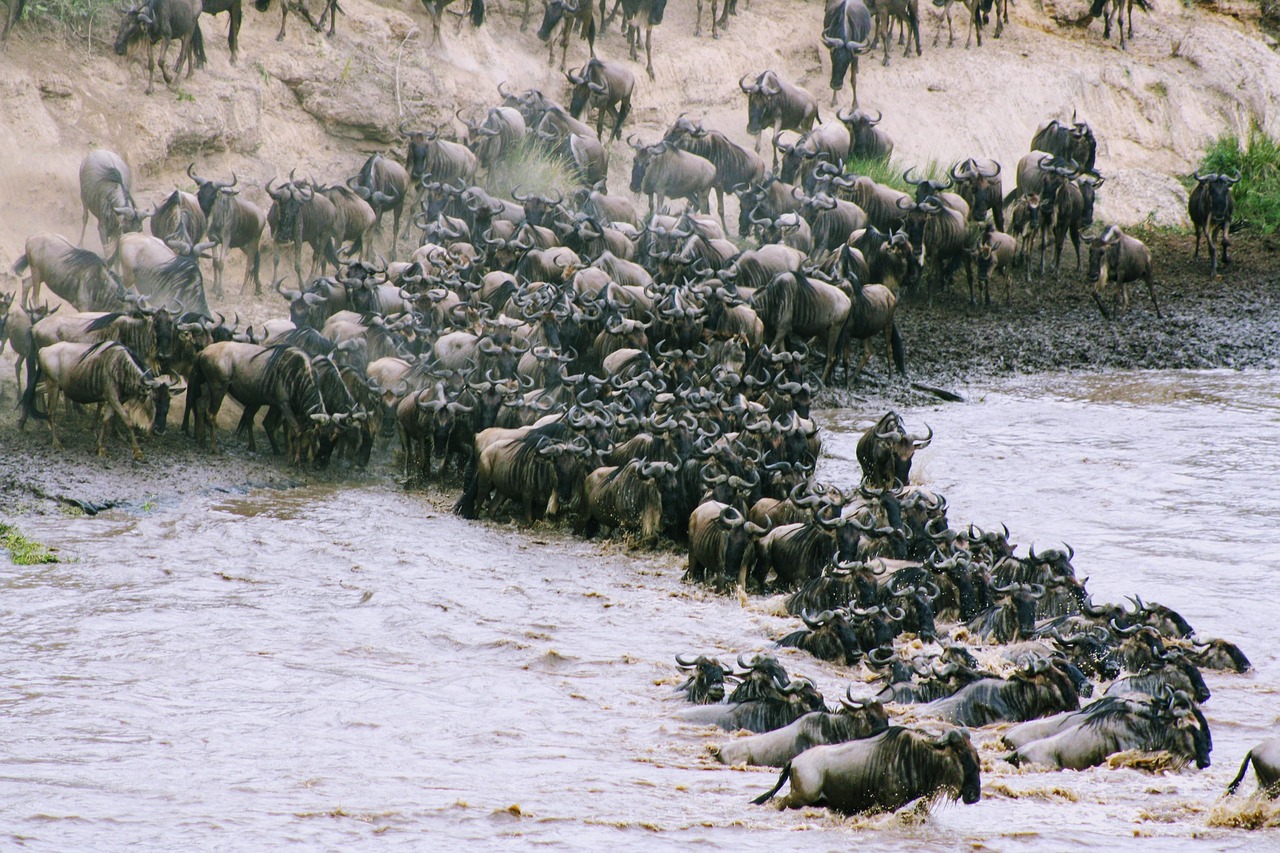  Great Wildebeest Migration Safari