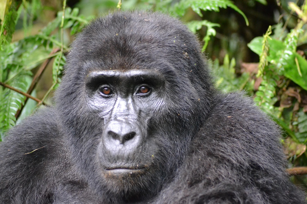 Gorilla Habituation Experience Uganda