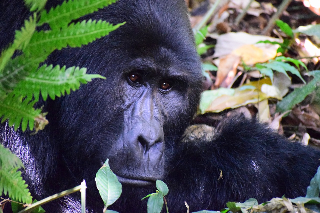 Gorilla Habituation Experience Uganda