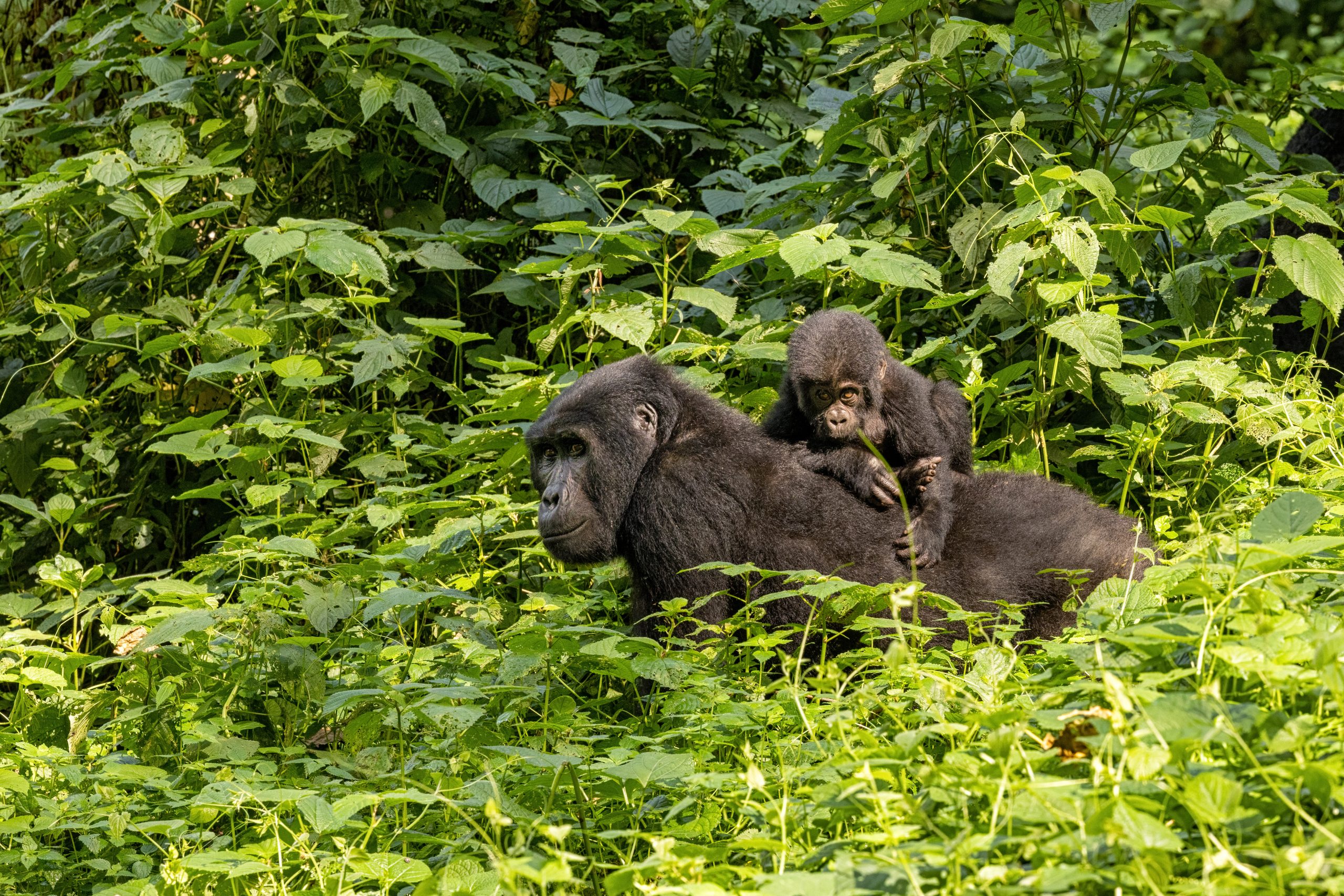 Adult female gorilla with baby, Gorilla beringei beringei, in the lush foliage of the Bwindi Impenetrable forest, Uganda. Members of the Muyambi family habituated group of the conservation programme.