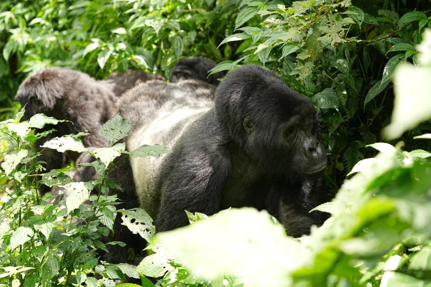 Bwindi Trekking Trails