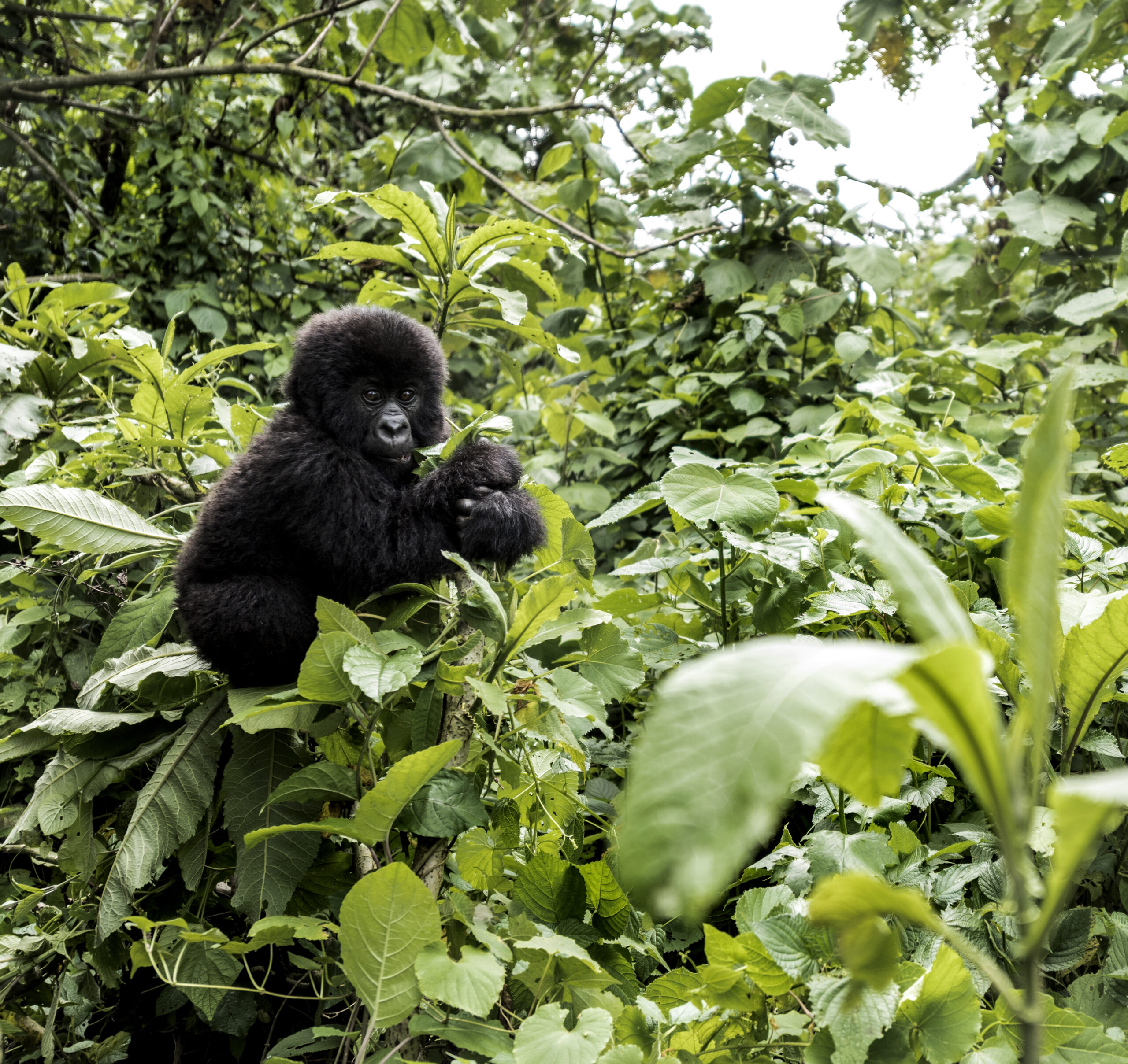 Uganda Gorilla Trek Guide
