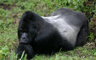Uganda Gorilla Permit Guide