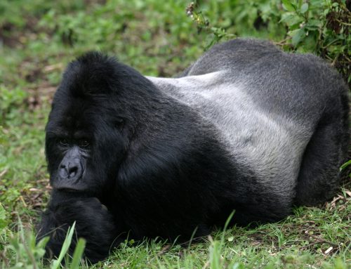 Uganda Gorilla Trekking Permit