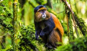 3Days Golden Monkey Trekking Uganda