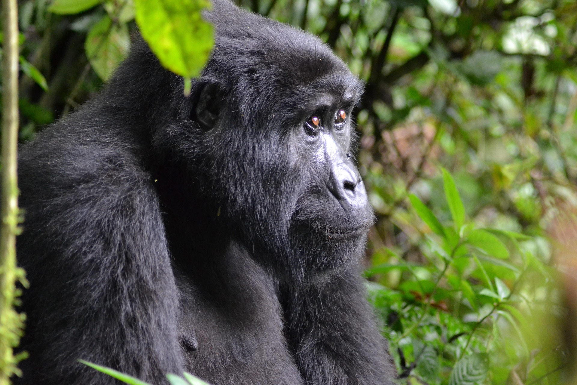 Solo Safari Uganda Guide