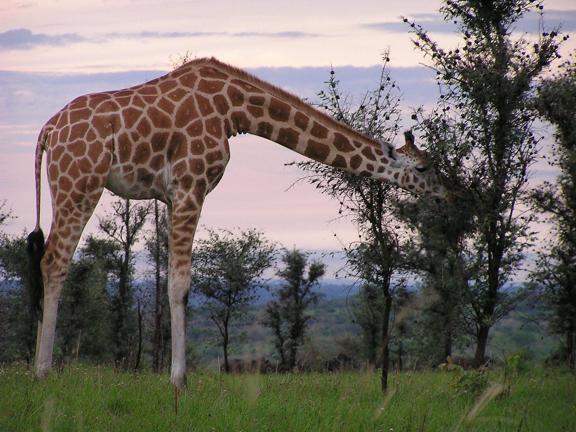 Kenya safari cost guide