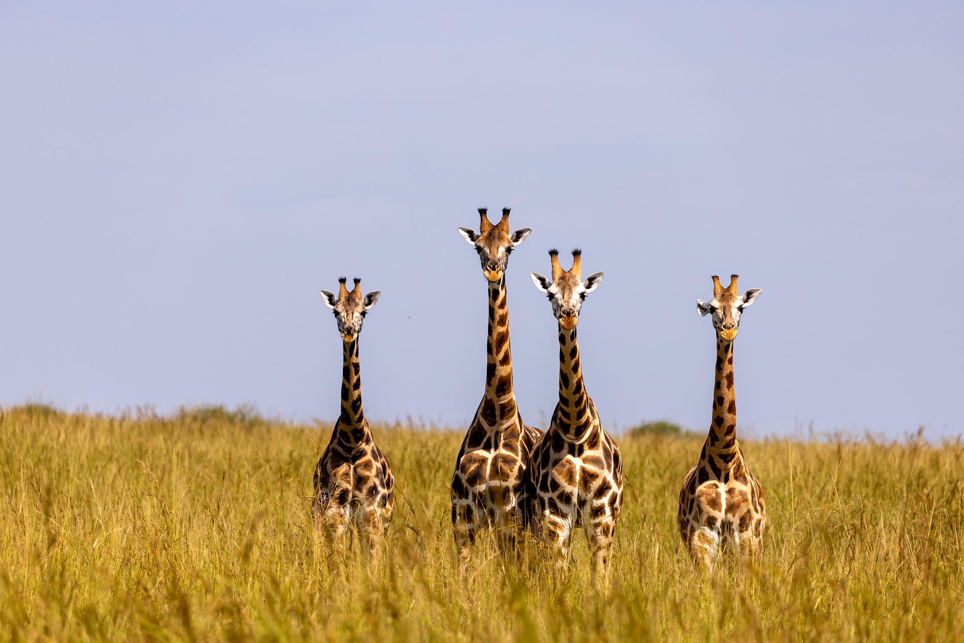 Kenya safari cost guide