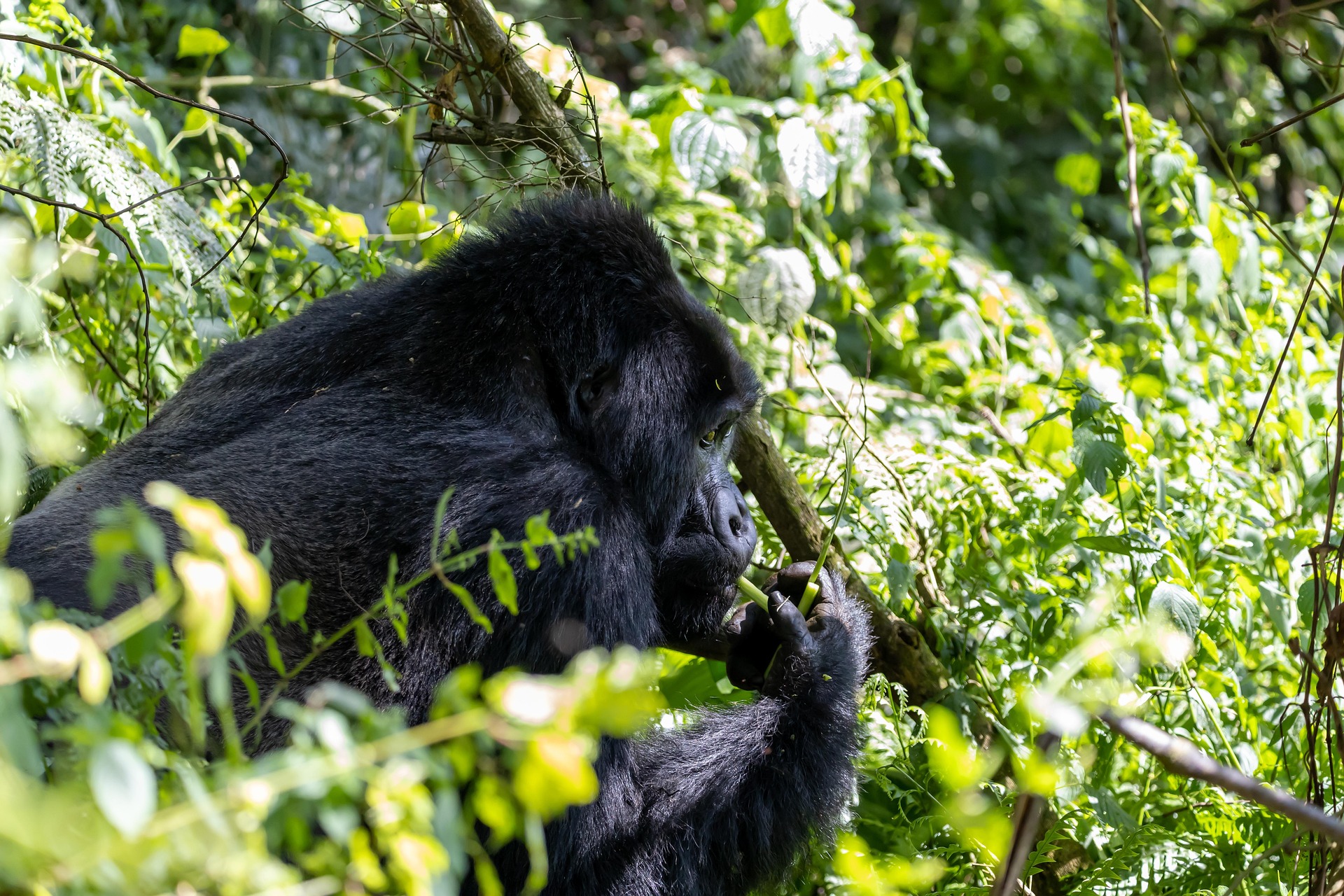 Volcanoes National Park gorilla trekking