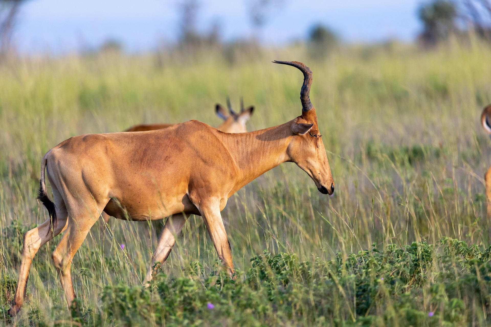 Group Tours Versus Private Safaris Cost Analysis