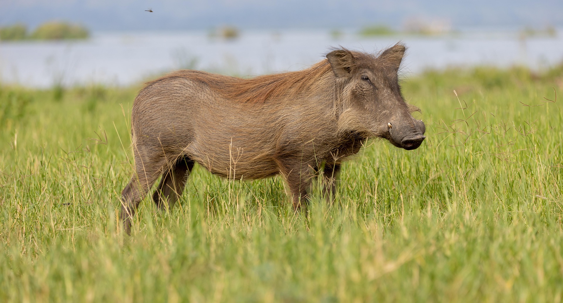 Kenya safari cost guide