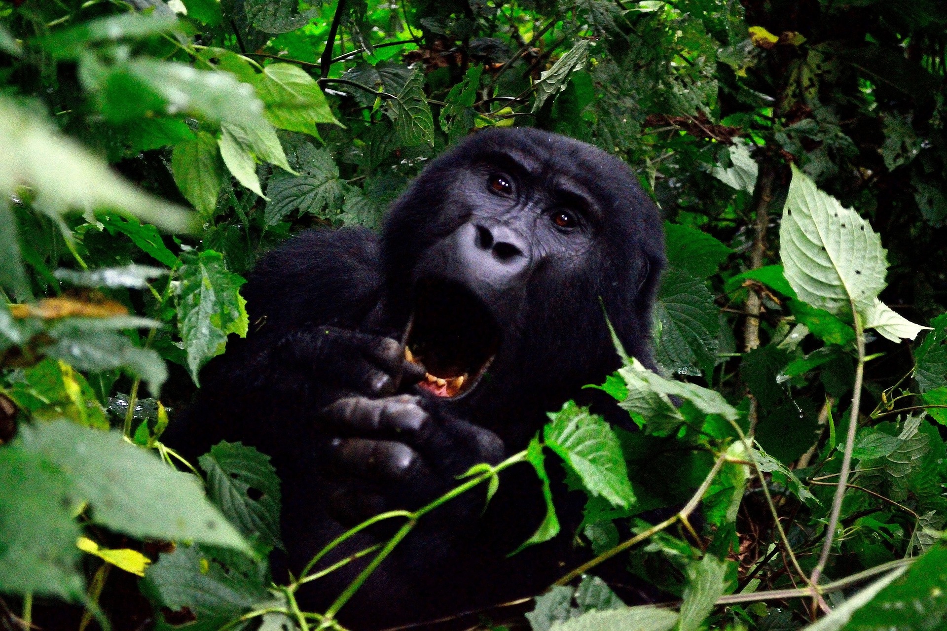 Bwindi Impenetrable National Park