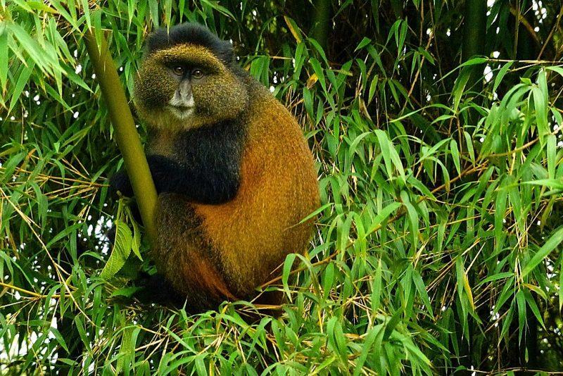 3Days Golden Monkey Trekking