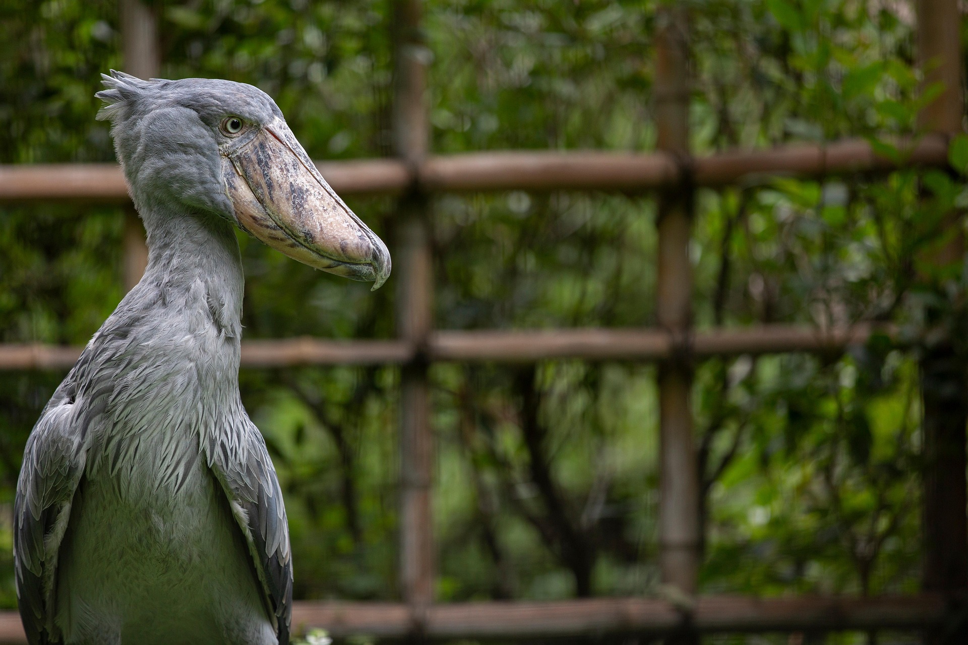 Shoebill Stork Uganda Tours